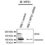 WFS1 Antibody in Western Blot (WB)