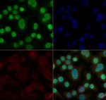 HMGB1 Antibody in Immunocytochemistry (ICC/IF)