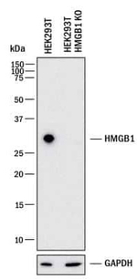 HMGB1 Antibody in Western Blot (WB)