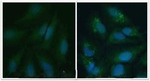 LC3A/LC3B Polyclonal Antibody