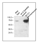 Sir2.1 Antibody in Western Blot (WB)