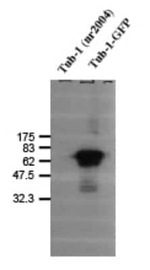 TUB Antibody in Western Blot (WB)