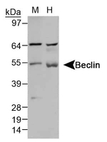 Beclin 1 Antibody in Western Blot (WB)