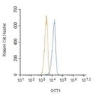OCT4 Antibody in Flow Cytometry (Flow)
