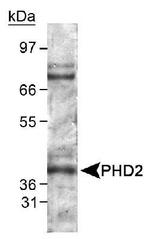 PHD2 Antibody in Western Blot (WB)