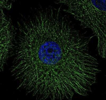 beta Tubulin Antibody in Immunocytochemistry (ICC/IF)