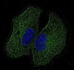 beta Tubulin Antibody in Immunocytochemistry (ICC/IF)
