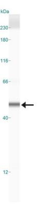 SIRT6 Polyclonal Antibody
