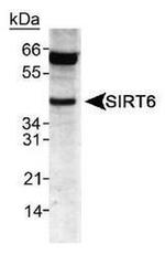 SIRT6 Antibody in Western Blot (WB)