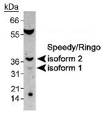 SPDYA Antibody in Western Blot (WB)