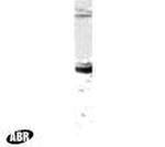 ZMPSTE24 Antibody in Western Blot (WB)