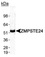 ZMPSTE24 Polyclonal Antibody