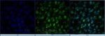 SOX2 Antibody in Immunocytochemistry (ICC/IF)