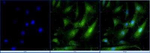 SOX2 Antibody in Immunocytochemistry (ICC/IF)