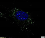 ADFP Antibody in Immunocytochemistry (ICC/IF)