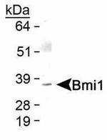 BMI-1 Antibody in Western Blot (WB)