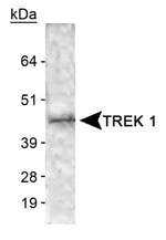 KCNK2 Polyclonal Antibody