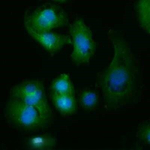 ATG9A Antibody in Immunocytochemistry (ICC/IF)