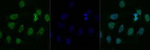 TDP-43 Polyclonal Antibody