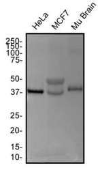 TDP-43 Antibody in Western Blot (WB)