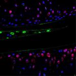 ITIH1 Antibody in Immunocytochemistry (ICC/IF)