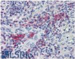 LIME Polyclonal Antibody