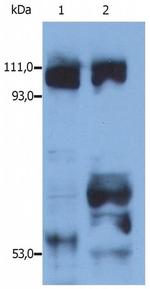 Kinesin 5B Polyclonal Antibody