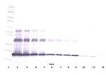 CD254 (RANK Ligand) Polyclonal Antibody