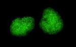 TRIM28 Antibody in Immunocytochemistry (ICC/IF)