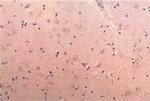 BACE1 Antibody in Immunohistochemistry (Paraffin) (IHC (P))
