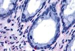 GPR15 Antibody in Immunohistochemistry (Paraffin) (IHC (P))