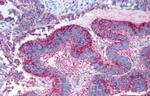 GPR19 Antibody in Immunohistochemistry (Paraffin) (IHC (P))