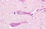 GPR19 Antibody in Immunohistochemistry (Paraffin) (IHC (P))