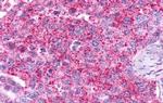 GPR19 Antibody in Immunohistochemistry (Paraffin) (IHC (P))