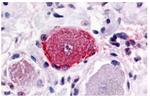 MRGPRX2 Antibody in Immunohistochemistry (Paraffin) (IHC (P))