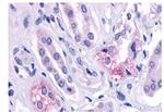 AVPR2 Antibody in Immunohistochemistry (Paraffin) (IHC (P))