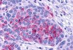 PACAP Receptor Antibody in Immunohistochemistry (Paraffin) (IHC (P))