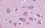 TAAR1 Antibody in Immunohistochemistry (Paraffin) (IHC (P))