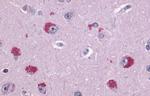 TAAR1 Antibody in Immunohistochemistry (Paraffin) (IHC (P))