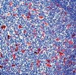 TAAR1 Antibody in Immunohistochemistry (IHC)