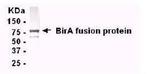 Bacterial BirA Antibody in Western Blot (WB)