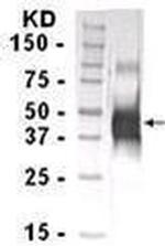 Epo Antibody in Western Blot (WB)