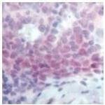 Oct-2 Antibody in Immunohistochemistry (Paraffin) (IHC (P))
