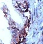 PSCA Antibody in Immunohistochemistry (Paraffin) (IHC (P))