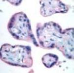 Bim Antibody in Immunohistochemistry (Paraffin) (IHC (P))