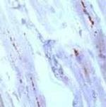 Connexin 43 Antibody in Immunohistochemistry (Paraffin) (IHC (P))