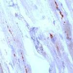 Connexin 43 Antibody in Immunohistochemistry (Paraffin) (IHC (P))