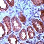 WNT1 Antibody in Immunohistochemistry (IHC)
