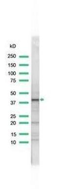 WNT1 Antibody in Western Blot (WB)