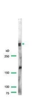 Dystrophin Antibody in Western Blot (WB)